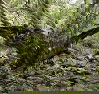 Mitchell River Walking Track - Tourism Search