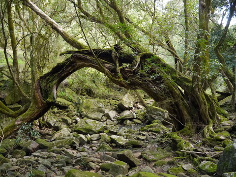 Mitchell River Walking Track - Tourism Search 0