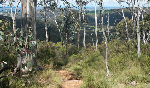 Mount Towac Walk - Tourism Search 0