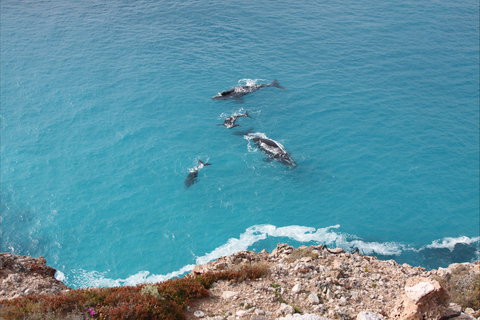Nullarbor National Park - Tourism Search 0