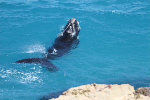 Nullarbor National Park - Tourism Search 2