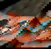 Opalton - Tourism Search