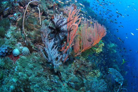 SS Yongala Dive Site - Tourism Search 1