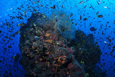 SS Yongala Dive Site - Tourism Search 2