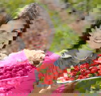 The Super Strawberry - Tourism Search