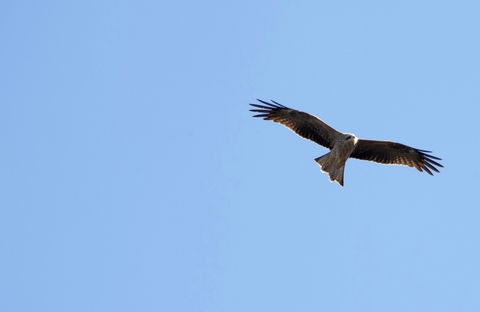 Yanga Lake Red Gum Bird Hide - Tourism Search 0
