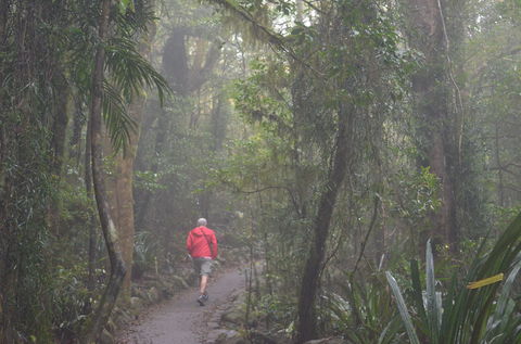 Best Of All Lookout Track, Springbrook National Park - Tourism Search 1