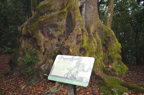Best Of All Lookout Track, Springbrook National Park - Tourism Search 2