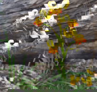 Dawn Atwell Nature Reserve - Tourism Search