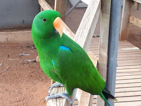 Eyre Reptile & Wildlife Park - Tourism Search 0