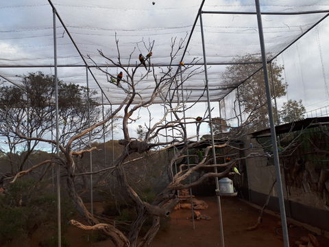 Eyre Reptile & Wildlife Park - Tourism Search 2