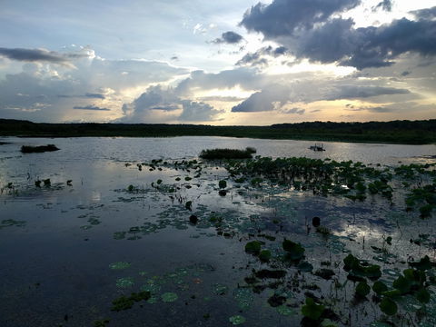 Fogg Dam Conservation Reserve - Tourism Search 1