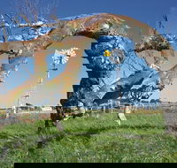 Greenough Leaning Trees - Tourism Search