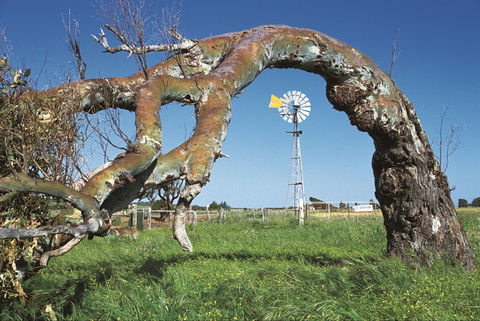 Greenough Leaning Trees - Tourism Search 0