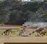 Great Nature Trail - Tourism Search