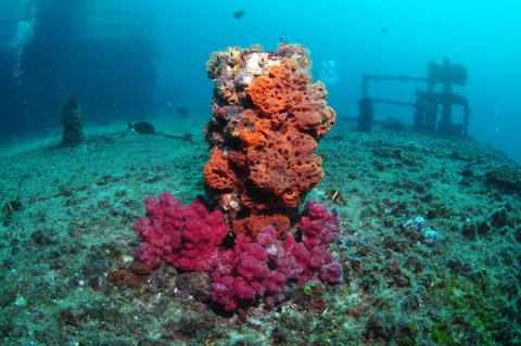 HMAS Brisbane Dive Site - Tourism Search 0