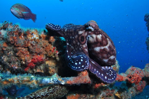 HMAS Brisbane Dive Site - Tourism Search 2