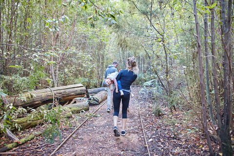 Lyrebird Circuit Walk - Tourism Search 1