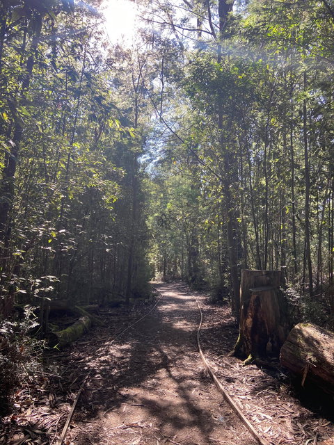 Lyrebird Circuit Walk - Tourism Search 2