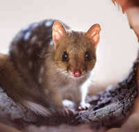 Mulligans Flat Woodland Sanctuary - Tourism Search