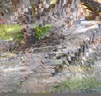 Nyah Vinifera Park - Tourism Search