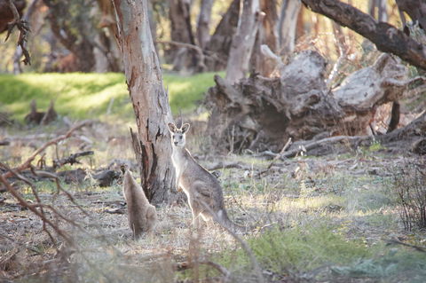 Nyah Vinifera Park - Tourism Search 0