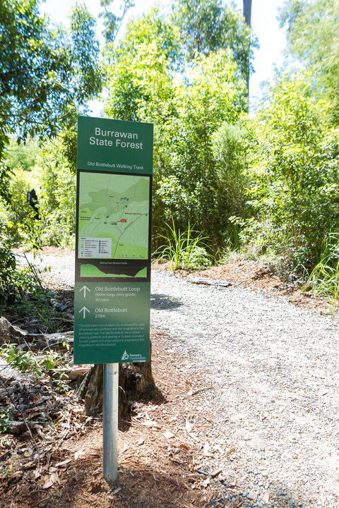 Old Bottlebutt - Tourism Search 1