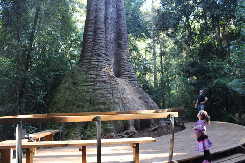 Old Bottlebutt - Tourism Search 2