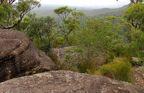 Pigeon House Mountain Didthul Walking Track - Tourism Search 0