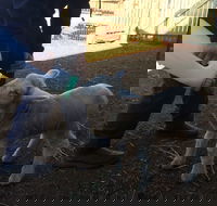 Taralga Wildlife Park - Tourism Search