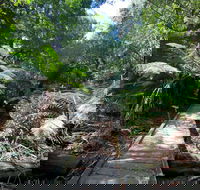 Wirrawilla Rainforest Walk - Tourism Search