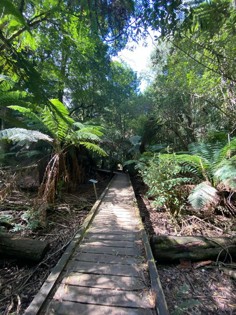 Wirrawilla Rainforest Walk - Tourism Search 0