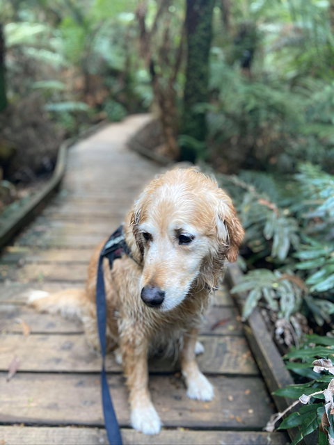 Wirrawilla Rainforest Walk - Tourism Search 1