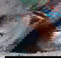 Amity Point Dive Site - Tourism Search