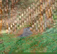 Boranup Karri Forest - Tourism Search