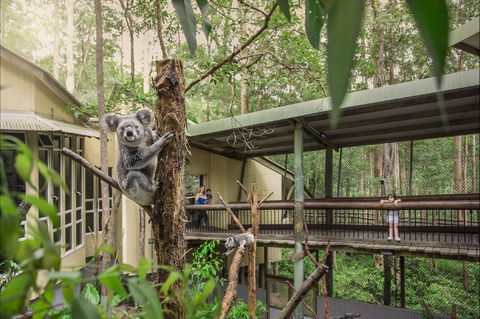 Daisy Hill Koala Centre - Tourism Search 0