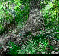 Djiru National Park - Tourism Search