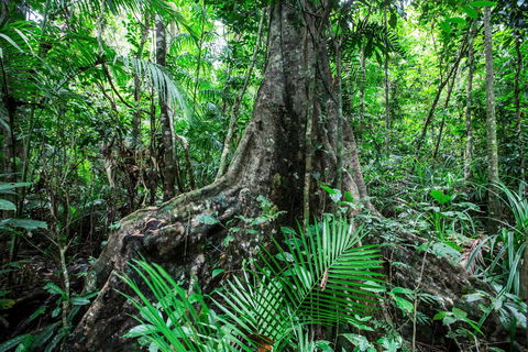 Djiru National Park - Tourism Search 0