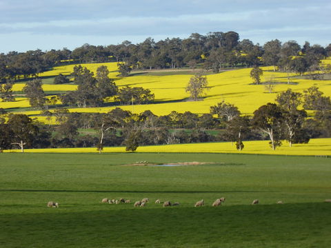 Fini Olives - Tourism Search 0