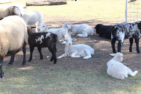 Haigslea EWE Nique Hobby Farm - Tourism Search 1