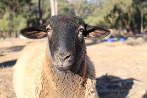 Haigslea EWE Nique Hobby Farm - Tourism Search 2