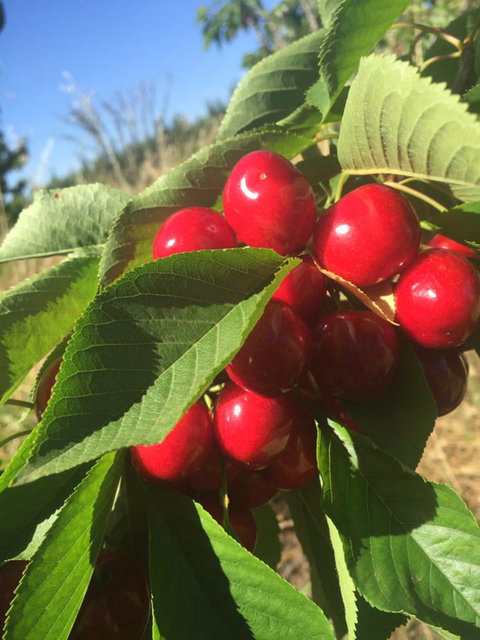 Hill-Lock Orchard - Tourism Search 1