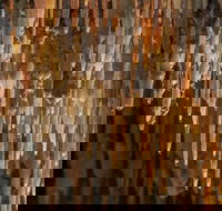 Mulwaree Cave - Tourism Search