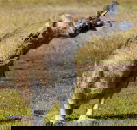 Narawntapu National Park - Tourism Search