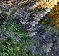 Pine Gully Nature Trail - Tourism Search