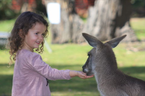 Potoroo Palace Native Animal Sanctuary - Tourism Search 1