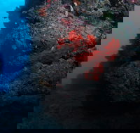 Stepping Stones Dive Site - Tourism Search