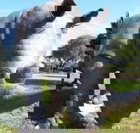 Tailem Bend Rhino Park and Dickson Reserve - Tourism Search