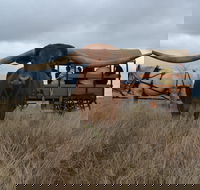 Texas Longhorn Tours - Tourism Search