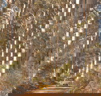 The Great Forest Trees Drive - Tourism Search